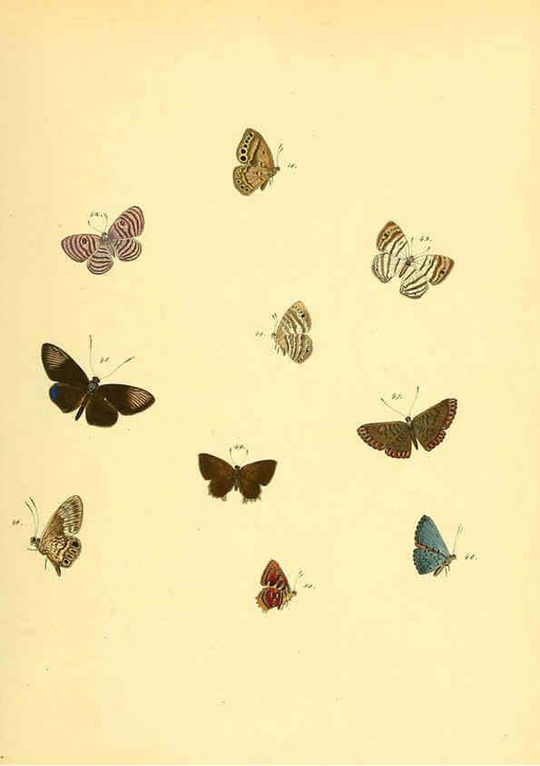 Reproducción/Reproduction 6139870355: Sammlung neuer oder wenig bekannter aussereuropäischer Schmetterlinge. Bd.1. Regensburg :G.J. Manz,1850/1858 [i.e. 1858-1869]