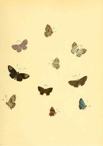 Reproducción/Reproduction 6139870355: Sammlung neuer oder wenig bekannter aussereuropäischer Schmetterlinge. Bd.1. Regensburg :G.J. Manz,1850/1858 [i.e. 1858-1869]
