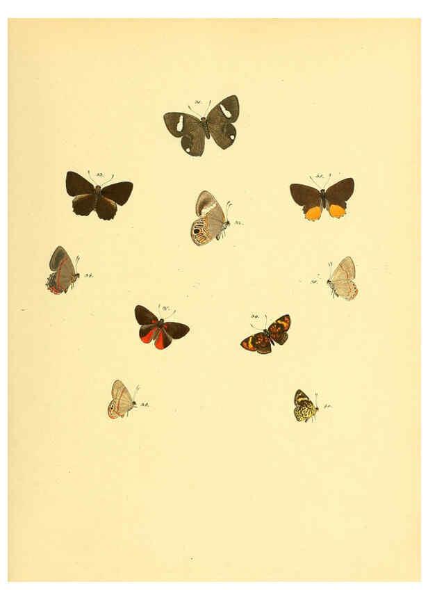 Reproducción/Reproduction 6139870103: Sammlung neuer oder wenig bekannter aussereuropäischer Schmetterlinge. Bd.1. Regensburg :G.J. Manz,1850/1858 [i.e. 1858-1869]