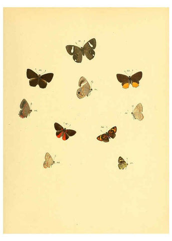 Reproducción/Reproduction 6139870103: Sammlung neuer oder wenig bekannter aussereuropäischer Schmetterlinge. Bd.1. Regensburg :G.J. Manz,1850/1858 [i.e. 1858-1869]