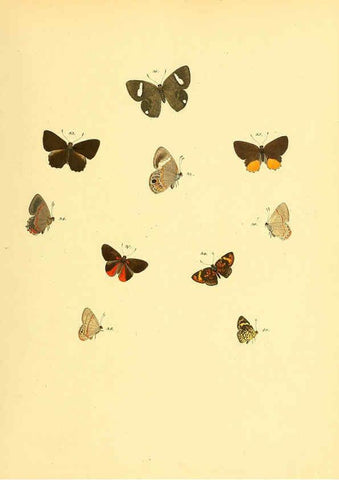 Reproducción/Reproduction 6139870103: Sammlung neuer oder wenig bekannter aussereuropäischer Schmetterlinge. Bd.1. Regensburg :G.J. Manz,1850/1858 [i.e. 1858-1869]
