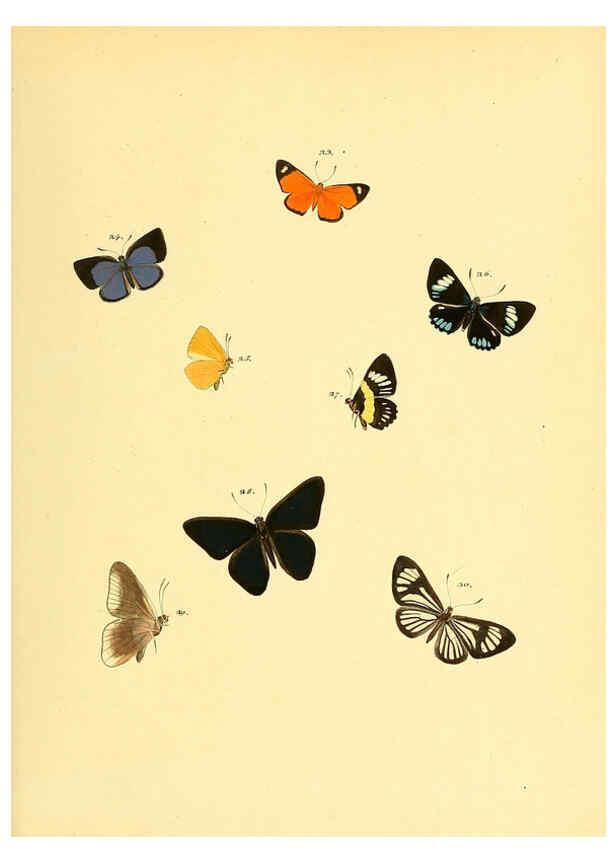 Reproducción/Reproduction 6140421314: Sammlung neuer oder wenig bekannter aussereuropäischer Schmetterlinge. Bd.1. Regensburg :G.J. Manz,1850/1858 [i.e. 1858-1869]