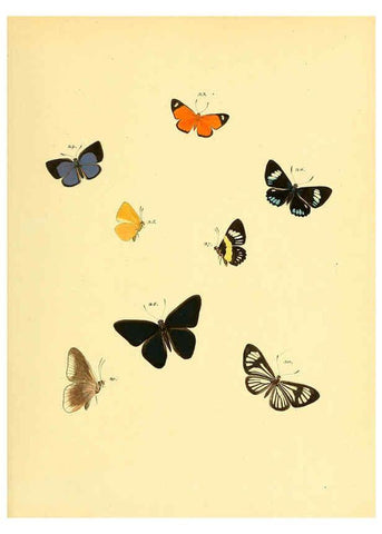 Reproducción/Reproduction 6140421314: Sammlung neuer oder wenig bekannter aussereuropäischer Schmetterlinge. Bd.1. Regensburg :G.J. Manz,1850/1858 [i.e. 1858-1869]