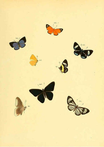 Reproducción/Reproduction 6140421314: Sammlung neuer oder wenig bekannter aussereuropäischer Schmetterlinge. Bd.1. Regensburg :G.J. Manz,1850/1858 [i.e. 1858-1869]