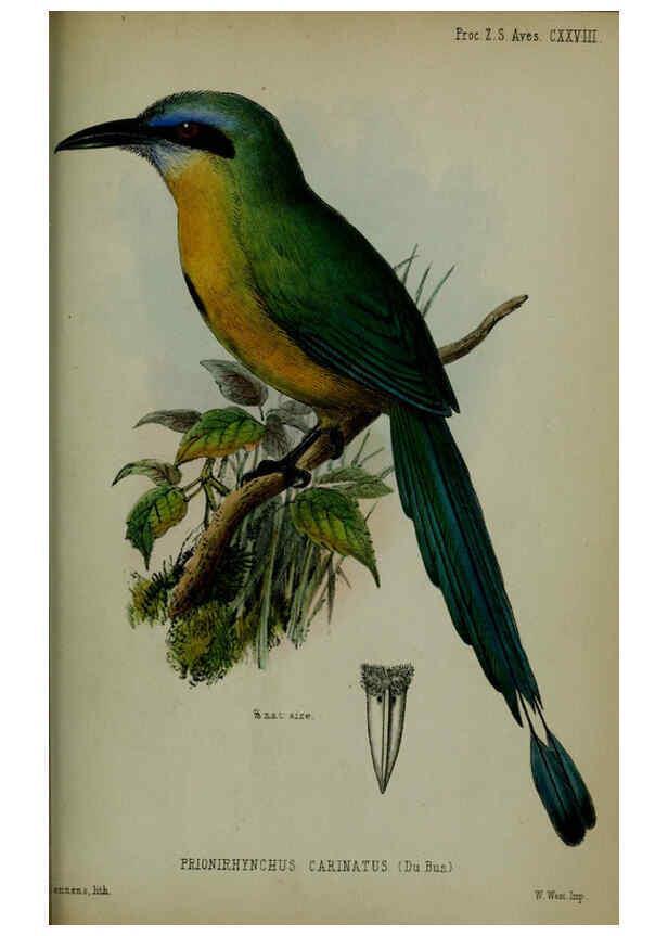 Reproducción/Reproduction 6140338178: Proceedings of the Zoological Society of London. 1856 London :Academic Press, [etc.],1833-1965