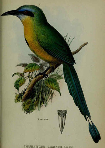 Reproducción/Reproduction 6140338178: Proceedings of the Zoological Society of London. 1856 London :Academic Press, [etc.],1833-1965