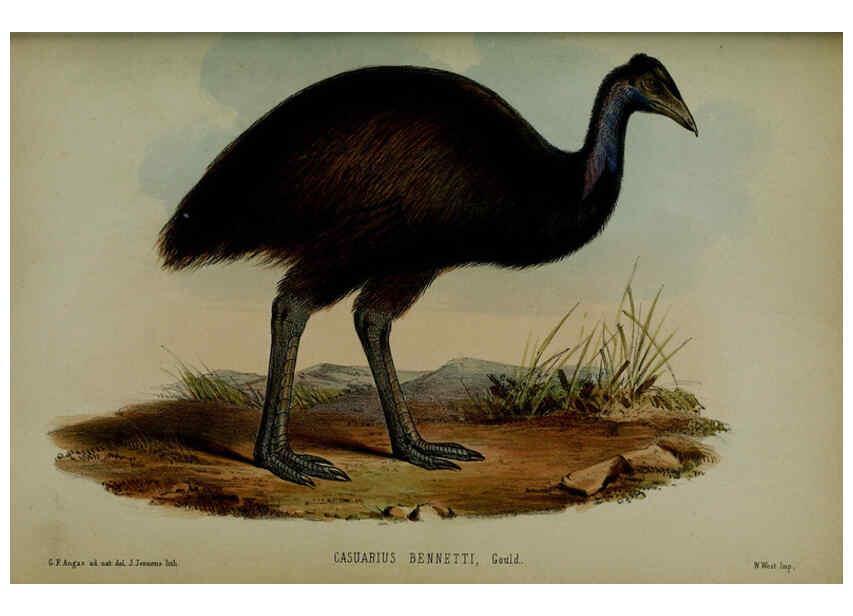 Reproducción/Reproduction 6140338396: Proceedings of the Zoological Society of London. 1856 London :Academic Press, [etc.],1833-1965