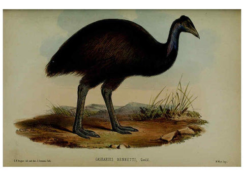 Reproducción/Reproduction 6140338396: Proceedings of the Zoological Society of London. 1856 London :Academic Press, [etc.],1833-1965
