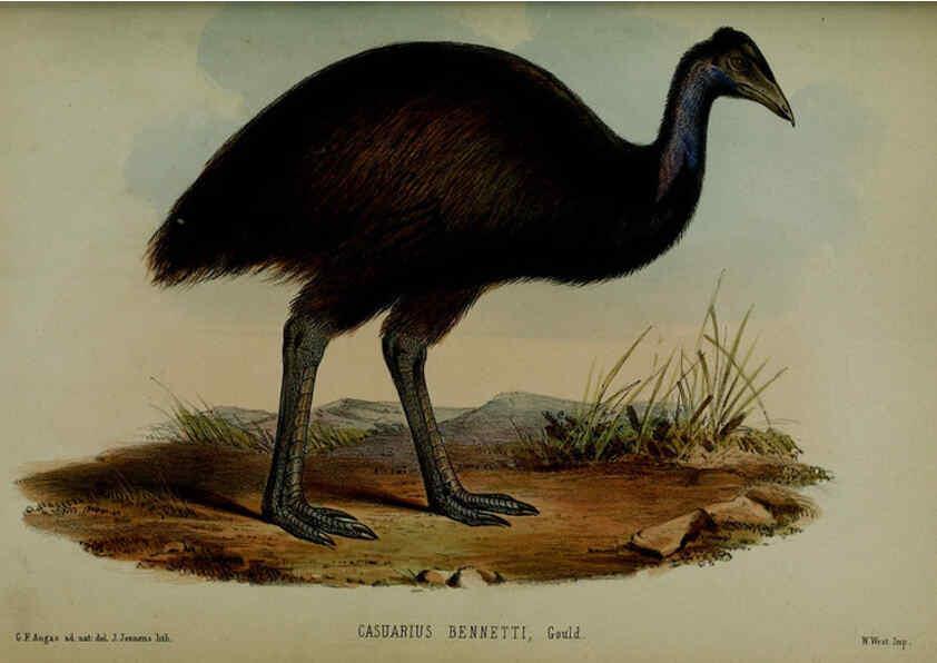 Reproducción/Reproduction 6140338396: Proceedings of the Zoological Society of London. 1856 London :Academic Press, [etc.],1833-1965