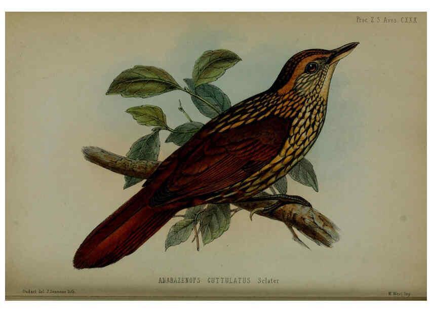Reproducción/Reproduction 6140338618: Proceedings of the Zoological Society of London. 1856 London :Academic Press, [etc.],1833-1965