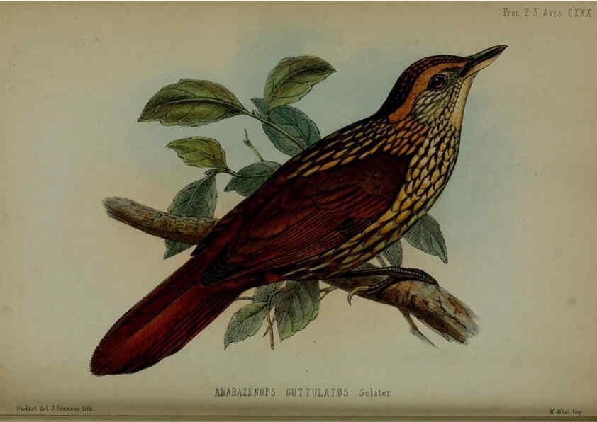 Reproducción/Reproduction 6140338618: Proceedings of the Zoological Society of London. 1856 London :Academic Press, [etc.],1833-1965