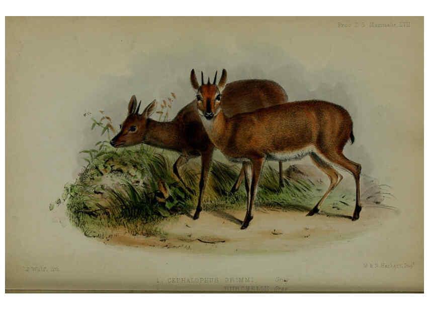 Reproducción/Reproduction 6139787737: Proceedings of the Zoological Society of London. 1856 London :Academic Press, [etc.],1833-1965