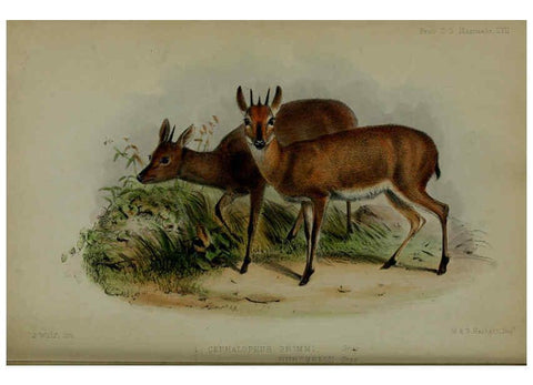 Reproducción/Reproduction 6139787737: Proceedings of the Zoological Society of London. 1856 London :Academic Press, [etc.],1833-1965