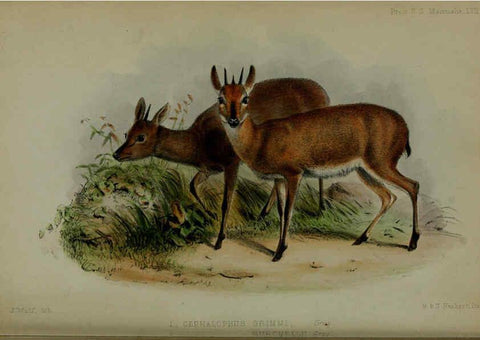 Reproducción/Reproduction 6139787737: Proceedings of the Zoological Society of London. 1856 London :Academic Press, [etc.],1833-1965