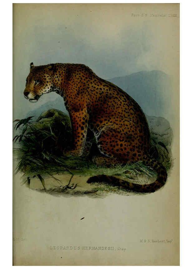 Reproducción/Reproduction 6139787941: Proceedings of the Zoological Society of London. 1856 London :Academic Press, [etc.],1833-1965