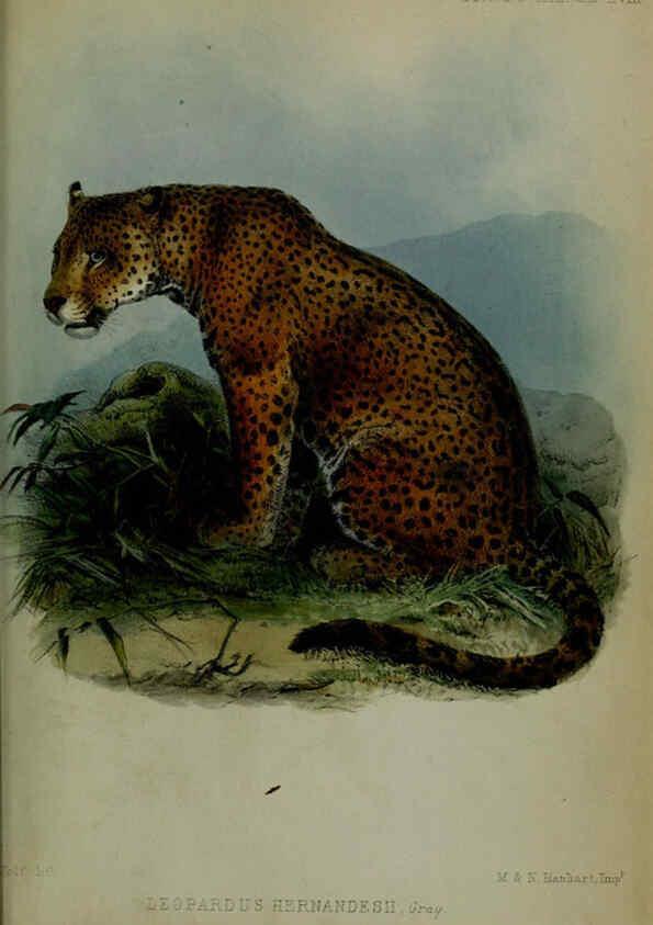 Reproducción/Reproduction 6139787941: Proceedings of the Zoological Society of London. 1856 London :Academic Press, [etc.],1833-1965