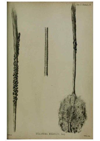 Reproducción/Reproduction 6139788147: Proceedings of the Zoological Society of London. 1856 London :Academic Press, [etc.],1833-1965