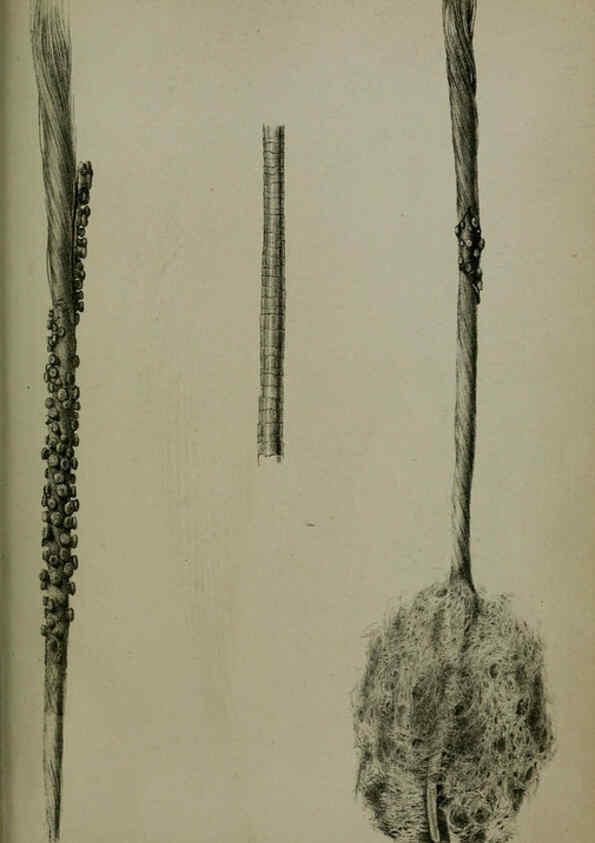 Reproducción/Reproduction 6139788147: Proceedings of the Zoological Society of London. 1856 London :Academic Press, [etc.],1833-1965