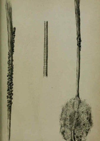 Reproducción/Reproduction 6139788147: Proceedings of the Zoological Society of London. 1856 London :Academic Press, [etc.],1833-1965