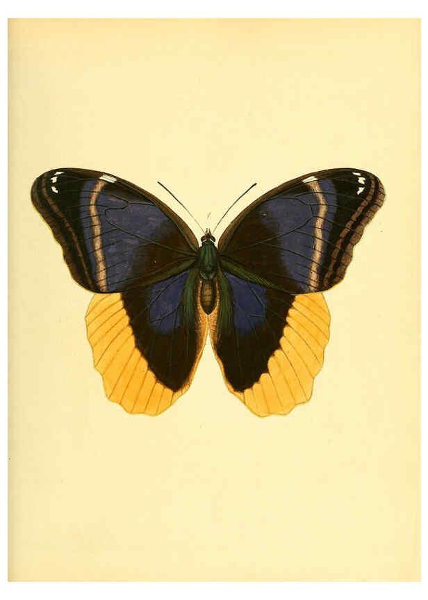 Reproducción/Reproduction 6140417992: Sammlung neuer oder wenig bekannter aussereuropäischer Schmetterlinge. Bd.1. Regensburg :G.J. Manz,1850/1858 [i.e. 1858-1869]