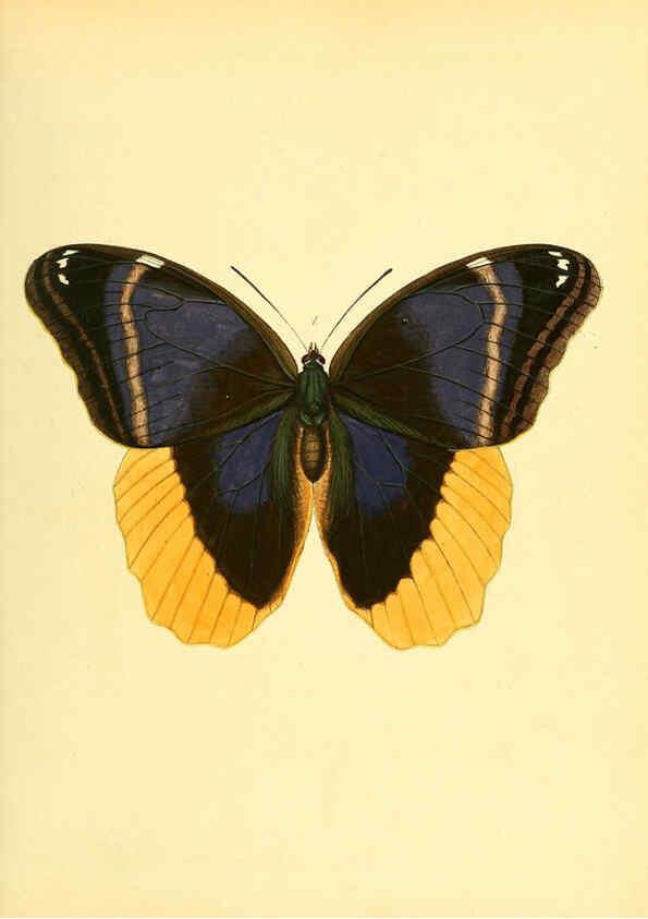 Reproducción/Reproduction 6140417992: Sammlung neuer oder wenig bekannter aussereuropäischer Schmetterlinge. Bd.1. Regensburg :G.J. Manz,1850/1858 [i.e. 1858-1869]