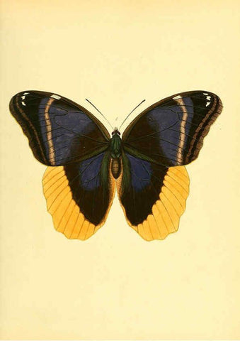 Reproducción/Reproduction 6140417992: Sammlung neuer oder wenig bekannter aussereuropäischer Schmetterlinge. Bd.1. Regensburg :G.J. Manz,1850/1858 [i.e. 1858-1869]