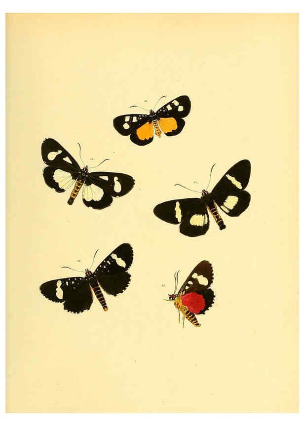 Reproducción/Reproduction 6139876543: Sammlung neuer oder wenig bekannter aussereuropäischer Schmetterlinge. Bd.1. Regensburg :G.J. Manz,1850/1858 [i.e. 1858-1869]