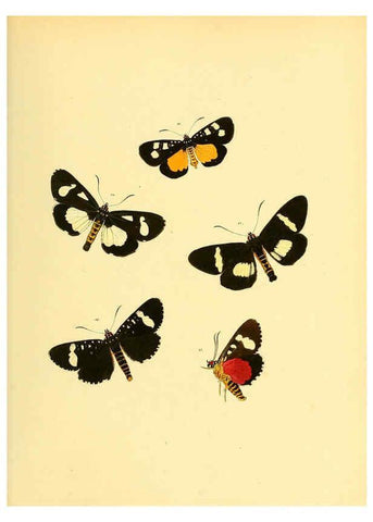 Reproducción/Reproduction 6139876543: Sammlung neuer oder wenig bekannter aussereuropäischer Schmetterlinge. Bd.1. Regensburg :G.J. Manz,1850/1858 [i.e. 1858-1869]