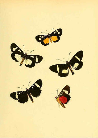 Reproducción/Reproduction 6139876543: Sammlung neuer oder wenig bekannter aussereuropäischer Schmetterlinge. Bd.1. Regensburg :G.J. Manz,1850/1858 [i.e. 1858-1869]