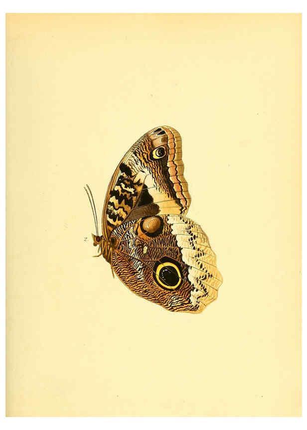 Reproducción/Reproduction 6139866883: Sammlung neuer oder wenig bekannter aussereuropäischer Schmetterlinge. Bd.1. Regensburg :G.J. Manz,1850/1858 [i.e. 1858-1869]