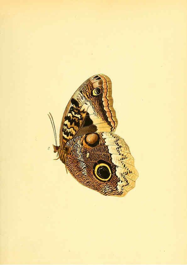 Reproducción/Reproduction 6139866883: Sammlung neuer oder wenig bekannter aussereuropäischer Schmetterlinge. Bd.1. Regensburg :G.J. Manz,1850/1858 [i.e. 1858-1869]