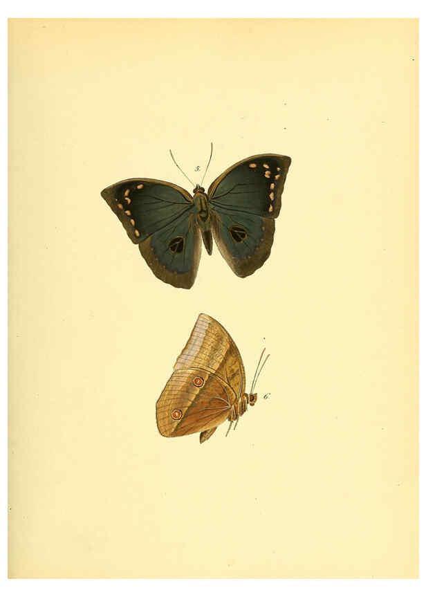 Reproducción/Reproduction 6139867439: Sammlung neuer oder wenig bekannter aussereuropäischer Schmetterlinge. Bd.1. Regensburg :G.J. Manz,1850/1858 [i.e. 1858-1869]