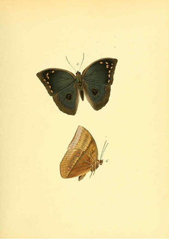 Reproducción/Reproduction 6139867439: Sammlung neuer oder wenig bekannter aussereuropäischer Schmetterlinge. Bd.1. Regensburg :G.J. Manz,1850/1858 [i.e. 1858-1869]
