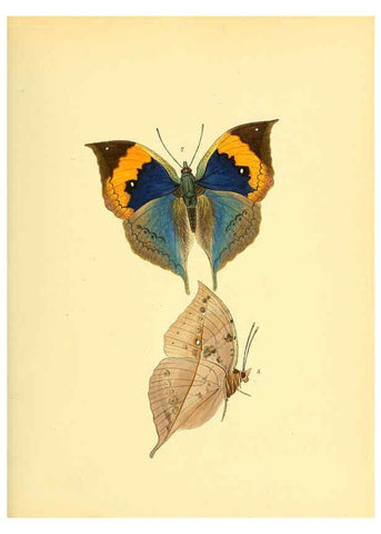 Reproducción/Reproduction 6139867847: Sammlung neuer oder wenig bekannter aussereuropäischer Schmetterlinge. Bd.1. Regensburg :G.J. Manz,1850/1858 [i.e. 1858-1869]