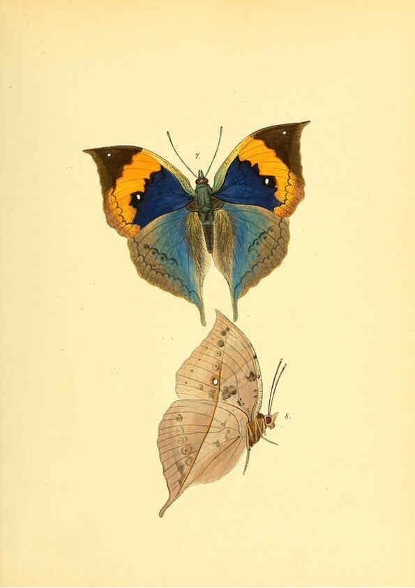 Reproducción/Reproduction 6139867847: Sammlung neuer oder wenig bekannter aussereuropäischer Schmetterlinge. Bd.1. Regensburg :G.J. Manz,1850/1858 [i.e. 1858-1869]