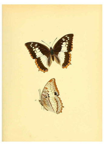 Reproducción/Reproduction 6139868207: Sammlung neuer oder wenig bekannter aussereuropäischer Schmetterlinge. Bd.1. Regensburg :G.J. Manz,1850/1858 [i.e. 1858-1869]