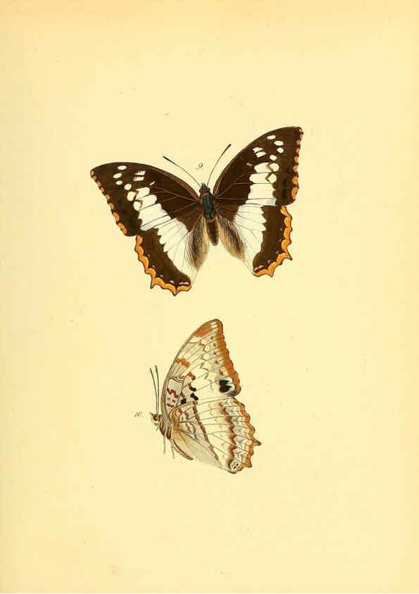 Reproducción/Reproduction 6139868207: Sammlung neuer oder wenig bekannter aussereuropäischer Schmetterlinge. Bd.1. Regensburg :G.J. Manz,1850/1858 [i.e. 1858-1869]