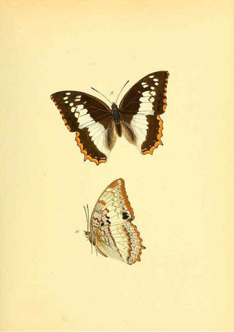 Reproducción/Reproduction 6139868207: Sammlung neuer oder wenig bekannter aussereuropäischer Schmetterlinge. Bd.1. Regensburg :G.J. Manz,1850/1858 [i.e. 1858-1869]