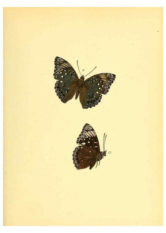 Reproducción/Reproduction 6140419950: Sammlung neuer oder wenig bekannter aussereuropäischer Schmetterlinge. Bd.1. Regensburg :G.J. Manz,1850/1858 [i.e. 1858-1869]