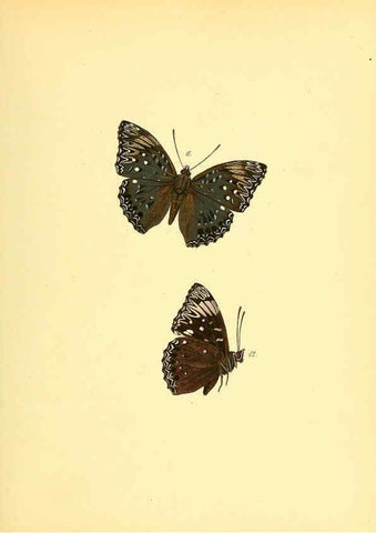 Reproducción/Reproduction 6140419950: Sammlung neuer oder wenig bekannter aussereuropäischer Schmetterlinge. Bd.1. Regensburg :G.J. Manz,1850/1858 [i.e. 1858-1869]