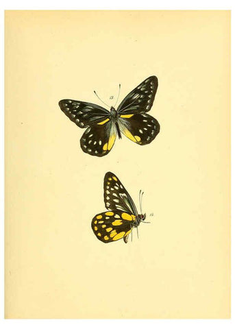 Reproducción/Reproduction 6139868897: Sammlung neuer oder wenig bekannter aussereuropäischer Schmetterlinge. Bd.1. Regensburg :G.J. Manz,1850/1858 [i.e. 1858-1869]