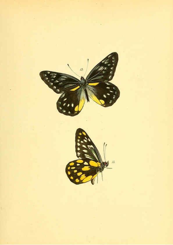 Reproducción/Reproduction 6139868897: Sammlung neuer oder wenig bekannter aussereuropäischer Schmetterlinge. Bd.1. Regensburg :G.J. Manz,1850/1858 [i.e. 1858-1869]