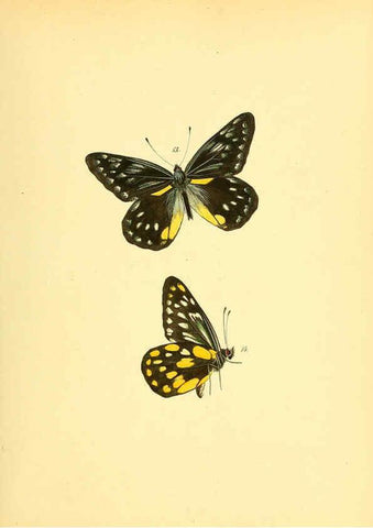 Reproducción/Reproduction 6139868897: Sammlung neuer oder wenig bekannter aussereuropäischer Schmetterlinge. Bd.1. Regensburg :G.J. Manz,1850/1858 [i.e. 1858-1869]