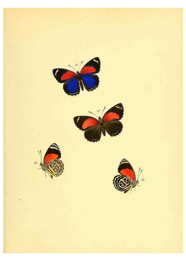 Reproducción/Reproduction 6140420678: Sammlung neuer oder wenig bekannter aussereuropäischer Schmetterlinge. Bd.1. Regensburg :G.J. Manz,1850/1858 [i.e. 1858-1869]