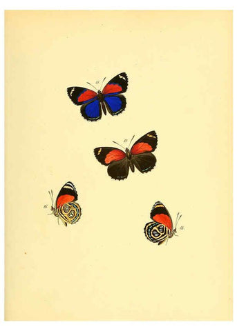 Reproducción/Reproduction 6140420678: Sammlung neuer oder wenig bekannter aussereuropäischer Schmetterlinge. Bd.1. Regensburg :G.J. Manz,1850/1858 [i.e. 1858-1869]