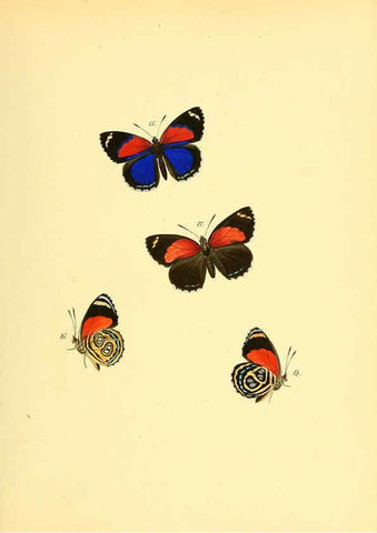 Reproducción/Reproduction 6140420678: Sammlung neuer oder wenig bekannter aussereuropäischer Schmetterlinge. Bd.1. Regensburg :G.J. Manz,1850/1858 [i.e. 1858-1869]