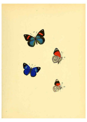 Reproducción/Reproduction 6140420948: Sammlung neuer oder wenig bekannter aussereuropäischer Schmetterlinge. Bd.1. Regensburg :G.J. Manz,1850/1858 [i.e. 1858-1869]