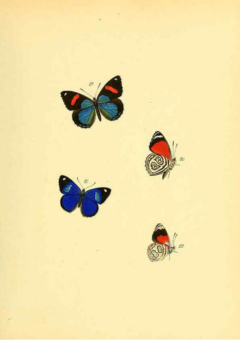 Reproducción/Reproduction 6140420948: Sammlung neuer oder wenig bekannter aussereuropäischer Schmetterlinge. Bd.1. Regensburg :G.J. Manz,1850/1858 [i.e. 1858-1869]