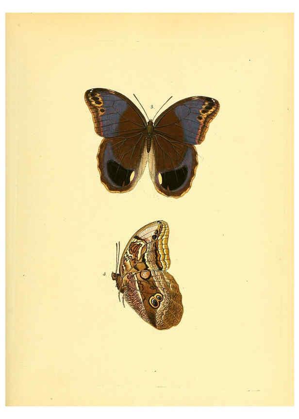 Reproducción/Reproduction 6140418674: Sammlung neuer oder wenig bekannter aussereuropäischer Schmetterlinge. Bd.1. Regensburg :G.J. Manz,1850/1858 [i.e. 1858-1869]