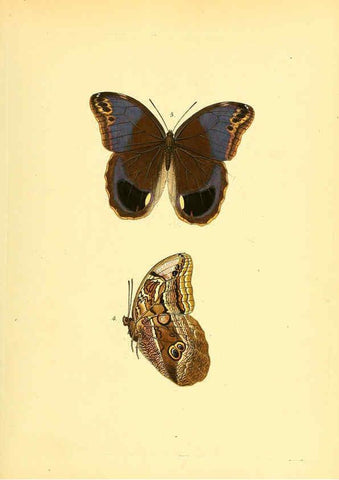Reproducción/Reproduction 6140418674: Sammlung neuer oder wenig bekannter aussereuropäischer Schmetterlinge. Bd.1. Regensburg :G.J. Manz,1850/1858 [i.e. 1858-1869]